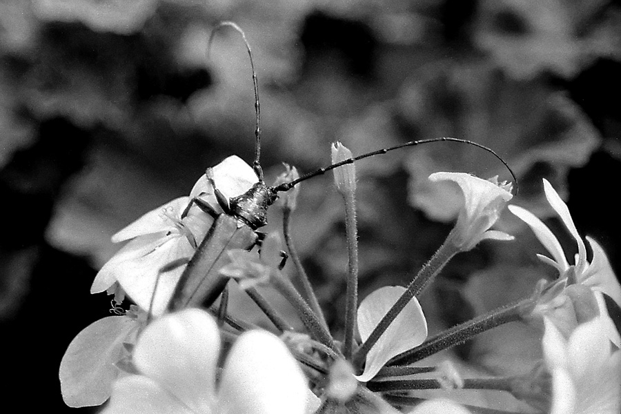 Cerambycidae da I.D. Aromia moschata moschata